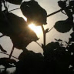 Meet your Posher, Aaliyah